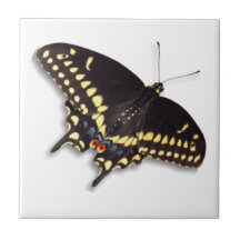 Azulejo da borboleta - cauda do Swallowtail preto