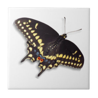 Azulejo da borboleta - cauda do Swallowtail preto