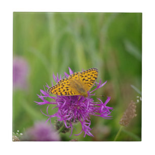 Azulejo da borboleta do Fritillary