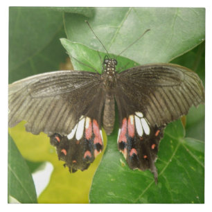 Azulejo da borboleta do Swallowtail de Escarlet