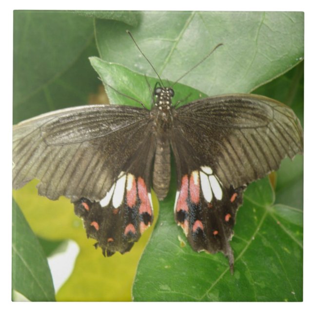 Azulejo da borboleta do Swallowtail de Escarlet (Frente)