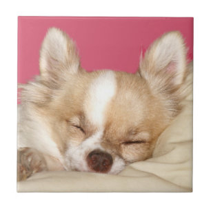 Azulejo da cara da chihuahua