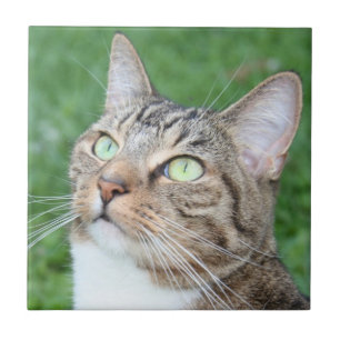 Azulejo da cara do gato de gato malhado