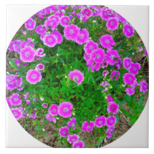 Azulejo da Flor Dianthus Rosa