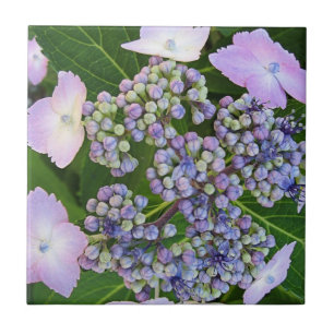 Azulejo da flor do Hydrangea do boné do laço da