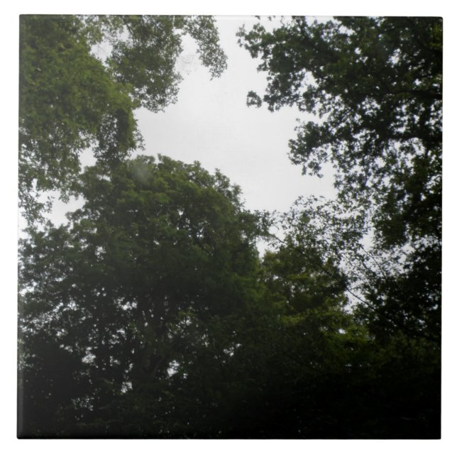 Azulejo da Floresta Assustadora (Frente)