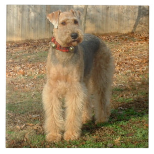 Azulejo da foto do cão de Airedale Terrier