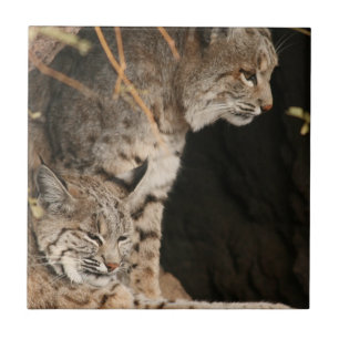 Azulejo da foto do lince