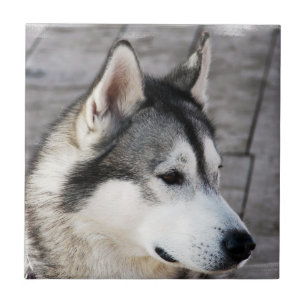 Azulejo da foto do Malamute