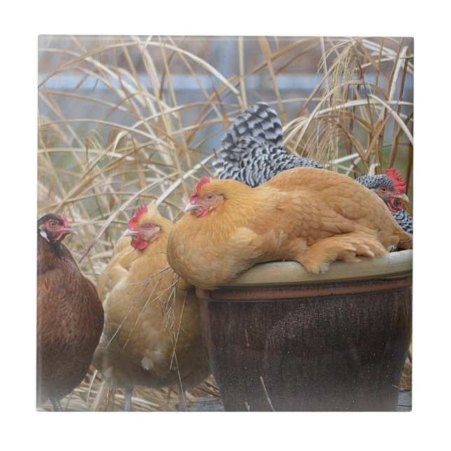 Azulejo da galinha (Frente)