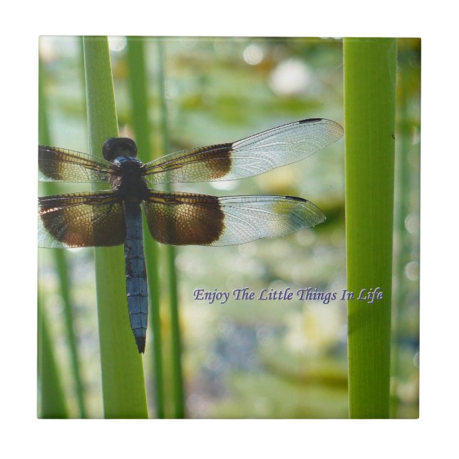 Azulejo da libélula (Frente)