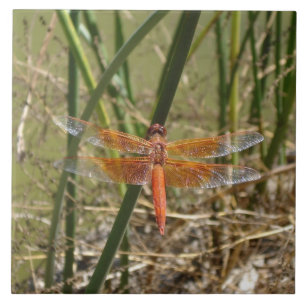 Azulejo da libélula (grande imagem)