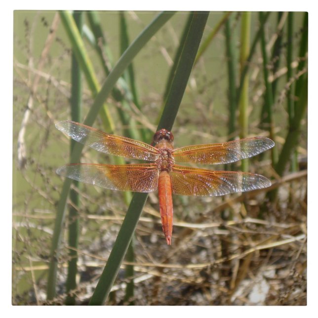 Azulejo da libélula (grande imagem) (Frente)