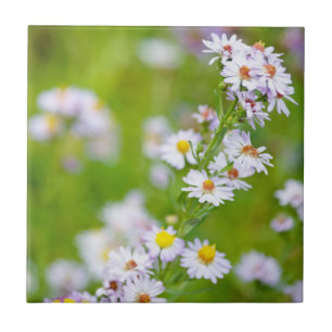 Azulejo da Linha de Beleza