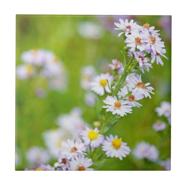 Azulejo da Linha de Beleza (Frente)