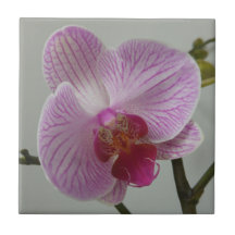 Azulejo da orquídea