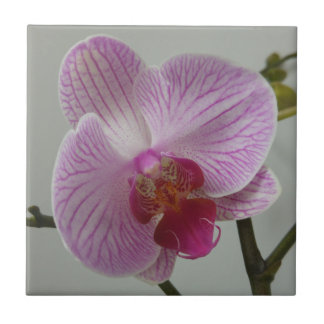 Azulejo da orquídea