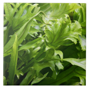 Azulejo da samambaia do Fishtail