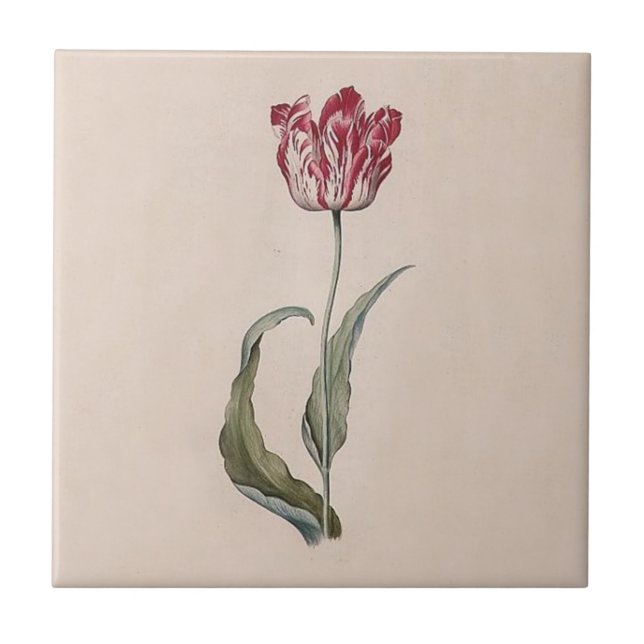 Azulejo da tulipa de Judith Leyster (Frente)