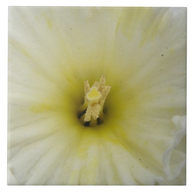 Azulejo Daffodil bonito (Frente)