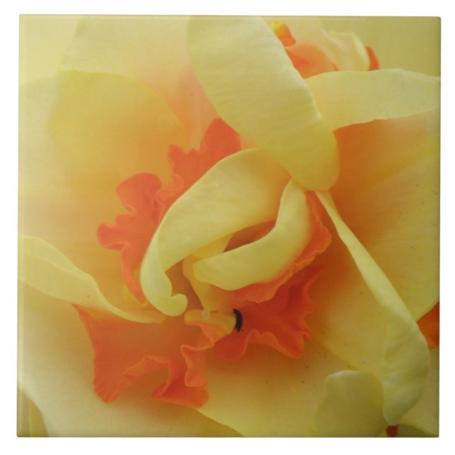 Azulejo Daffodil rico (Frente)