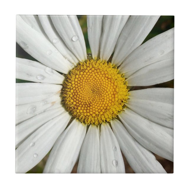 Azulejo Daisy Dew (Frente)