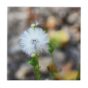 Azulejo Dandelion Seeds