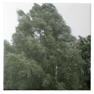 Azulejo das árvores