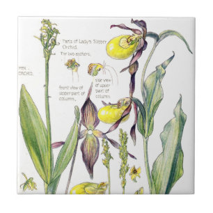 Azulejo das flores do Wildflower das orquídeas de