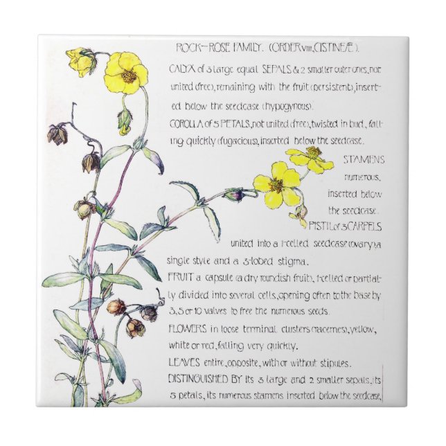 Azulejo das flores do Wildflower do rosa de rocha (Frente)