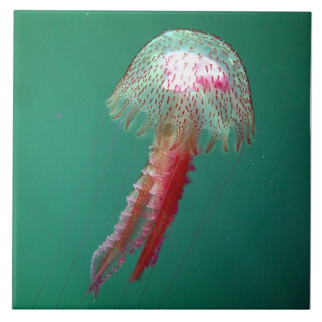 Azulejo das medusa do Medusa (Frente)