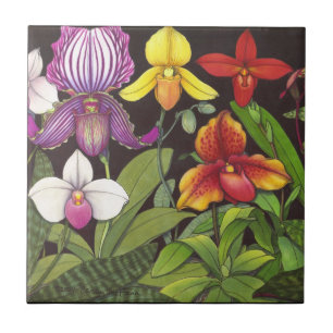 Azulejo das orquídeas de senhora deslizador do