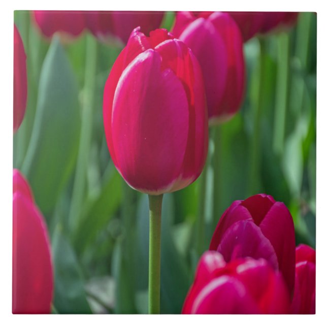 Azulejo das tulipas (Frente)