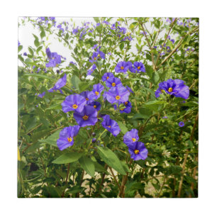 Azulejo de Angustifolium do Sisyrinchium