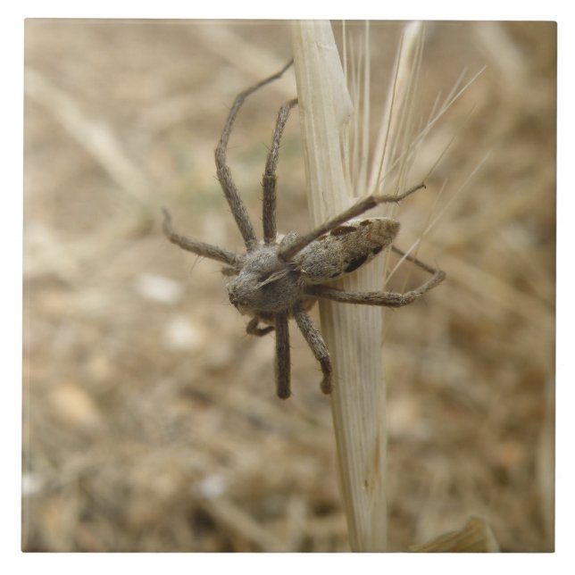 Azulejo de aranha rasteira assustadora (Frente)