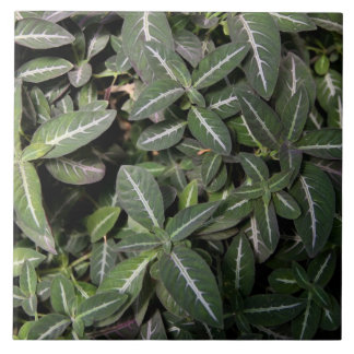 Azulejo de arrasto da planta de veludo