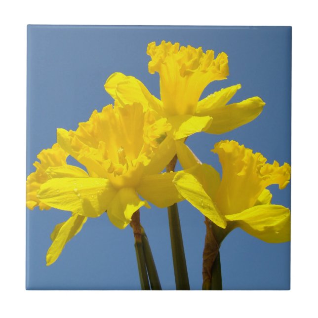 Azulejo de Arte de Flores de Narciso Amarelo Narci (Frente)