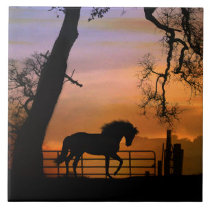 Azulejo de Arte Equestre, Bonito Sudoeste