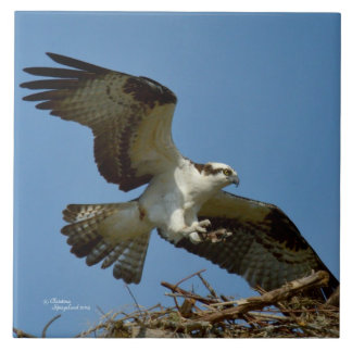 Azulejo de aterrissagem de avião de falcão Osprey