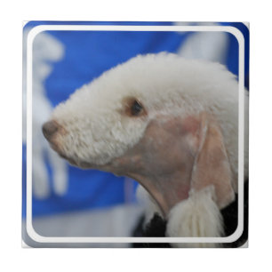 Azulejo de Bedlington Terrier