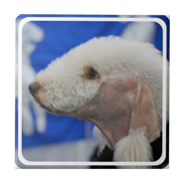 Azulejo de Bedlington Terrier (Frente)