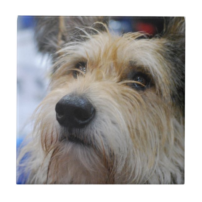 Azulejo de Berger Picard (Frente)