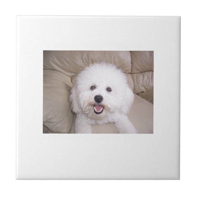 Azulejo de Bichon Frise (Frente)