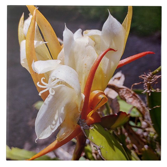 AZULEJO DE BLOQUEIO NOTURNO DO DRAGÃO POLINISIANO (Frente)
