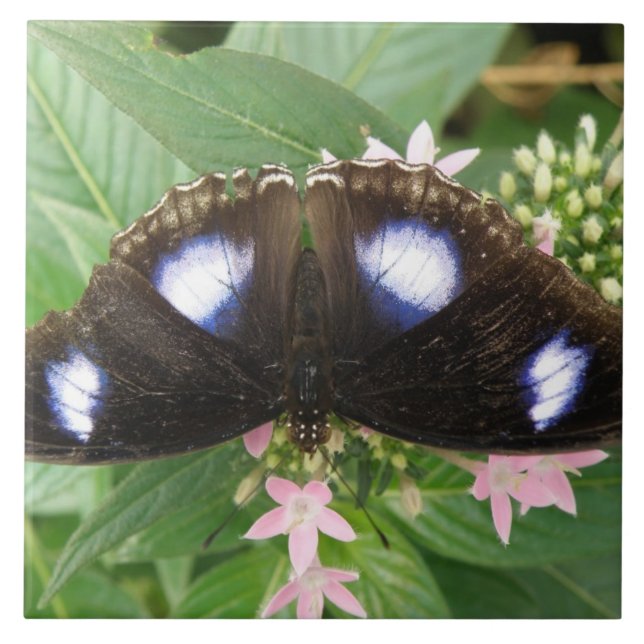 Azulejo de borboleta azul (Frente)