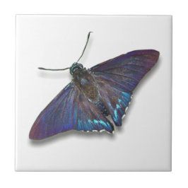Azulejo de borboleta - Capitão de mangueira