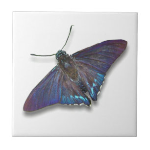 Azulejo de borboleta - Capitão de mangueira