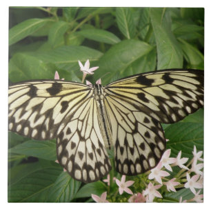 Azulejo de borboleta de pipa de papel