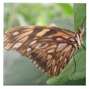 Azulejo de Borboleta Marrom bonito