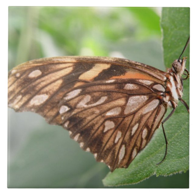 Azulejo de Borboleta Marrom bonito (Frente)
